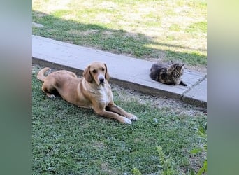 Brina eine Traumhündin