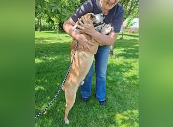 Dodo - Anfänger geeignet