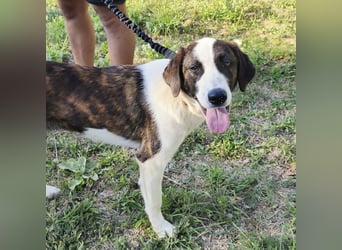 Apricot eine verspielte Hündin