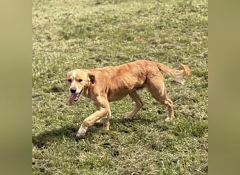 Kaii ein sensibler aktiver Rüde