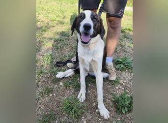 Apricot eine verspielte Hündin