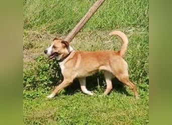 Dodo - Anfänger geeignet