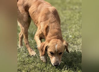 Kaii ein sensibler aktiver Rüde