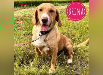 Brina eine Traumhündin