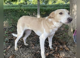 Zoe eine Seele von Hund