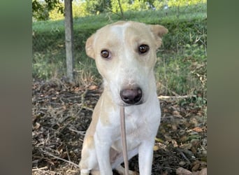 Zoe eine Seele von Hund