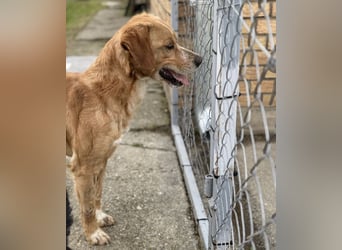 Kaii ein sensibler aktiver Rüde