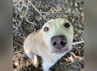 Zoe eine Seele von Hund