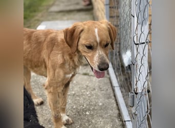 Kaii ein sensibler aktiver Rüde