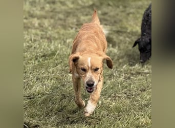 Kaii ein sensibler aktiver Rüde