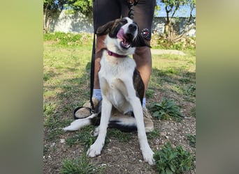 Apricot eine verspielte Hündin