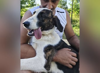 Apricot eine verspielte Hündin