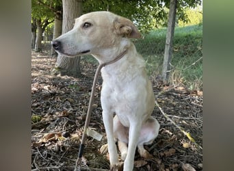 Zoe eine Seele von Hund