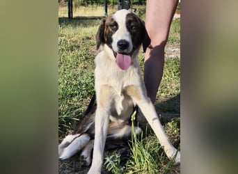 Apricot eine verspielte Hündin