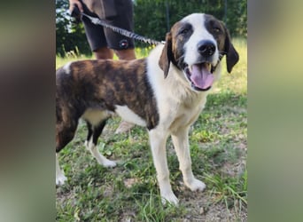 Apricot eine verspielte Hündin