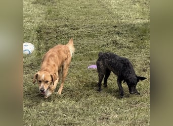 Kaii ein sensibler aktiver Rüde