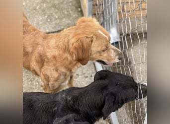 Kaii ein sensibler aktiver Rüde