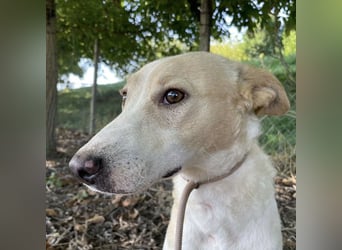 Zoe eine Seele von Hund