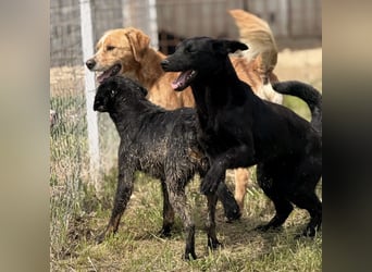 Kaii ein sensibler aktiver Rüde