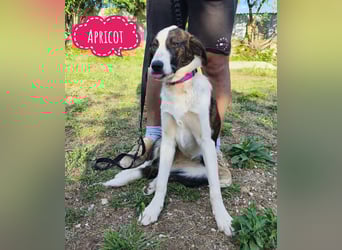 Apricot eine verspielte Hündin