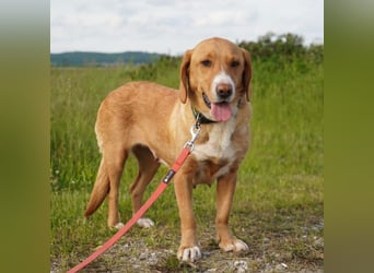 Brina eine Traumhündin