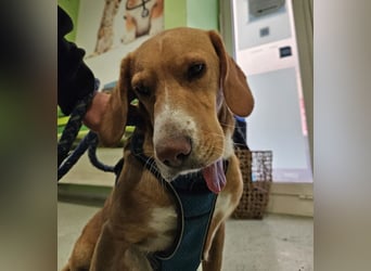 Brina eine Traumhündin