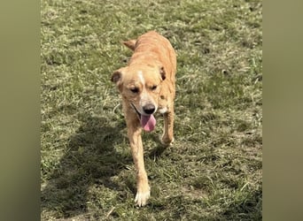 Kaii ein sensibler aktiver Rüde