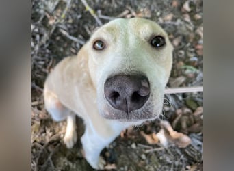 Zoe eine Seele von Hund