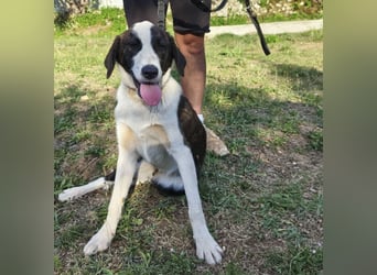 Apricot eine verspielte Hündin