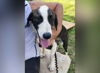 Apricot eine verspielte Hündin