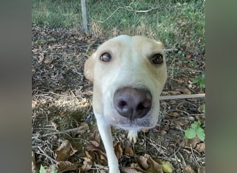 Zoe eine Seele von Hund