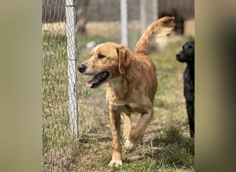 Kaii ein sensibler aktiver Rüde