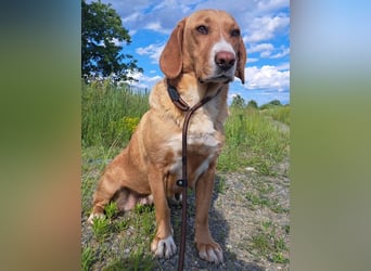 Brina eine Traumhündin