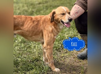 Kaii ein sensibler aktiver Rüde