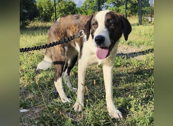 Apricot eine verspielte Hündin