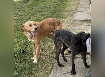 Kaii ein sensibler aktiver Rüde