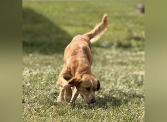 Kaii ein sensibler aktiver Rüde