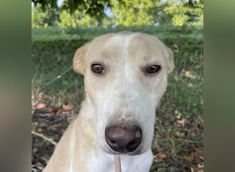Zoe eine Seele von Hund