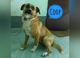 Coop ein wundervoller freundlicher Bub
