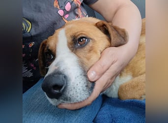 Dodo - Anfänger geeignet