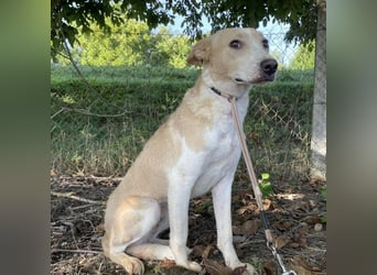 Zoe eine Seele von Hund
