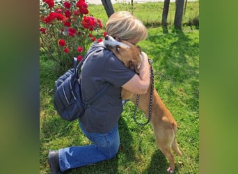 Dodo - Anfänger geeignet