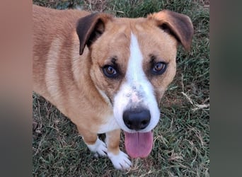 Dodo - Anfänger geeignet