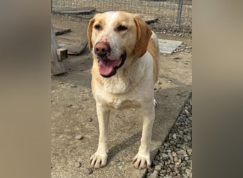 Alfonso ❤️ kinderlieber, fröhlicher, so freundlicher Bracke-Mix