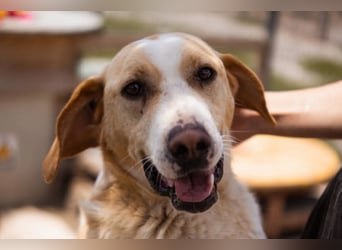 Alfonso ❤️ kinderlieber, fröhlicher, so freundlicher Bracke-Mix