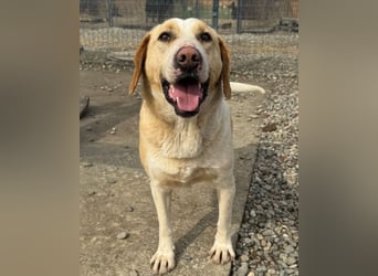 Alfonso ❤️ kinderlieber, fröhlicher, so freundlicher Bracke-Mix