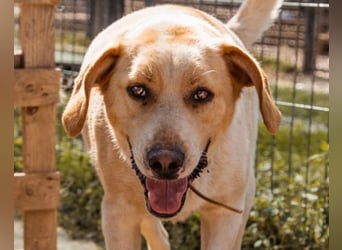 Alfonso ❤️ kinderlieber, fröhlicher, so freundlicher Bracke-Mix