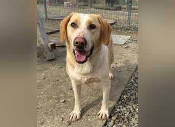 Alfonso ❤️ kinderlieber, fröhlicher, so freundlicher Bracke-Mix