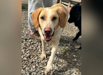 Alfonso ❤️ kinderlieber, fröhlicher, so freundlicher Bracke-Mix