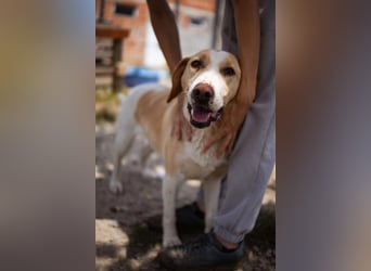 Alfonso ❤️ kinderlieber, fröhlicher, so freundlicher Bracke-Mix
